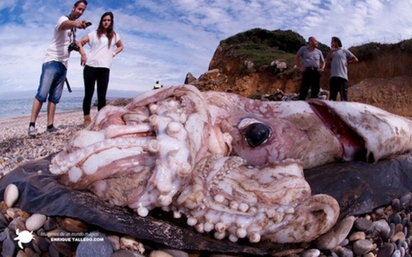 Calamaro gigante Spagna